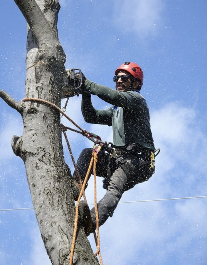 tree services in connecticut