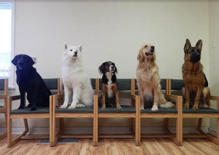 Dogs from dog university